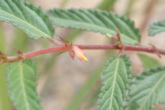 Corchorus trilocularis